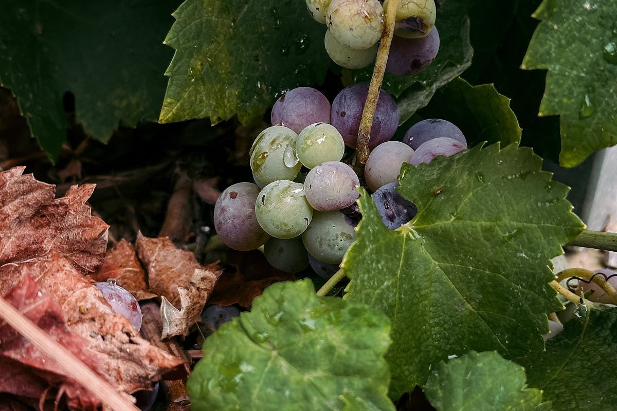 Vineyard terraces in the Crmnica valley near Skadar Lake