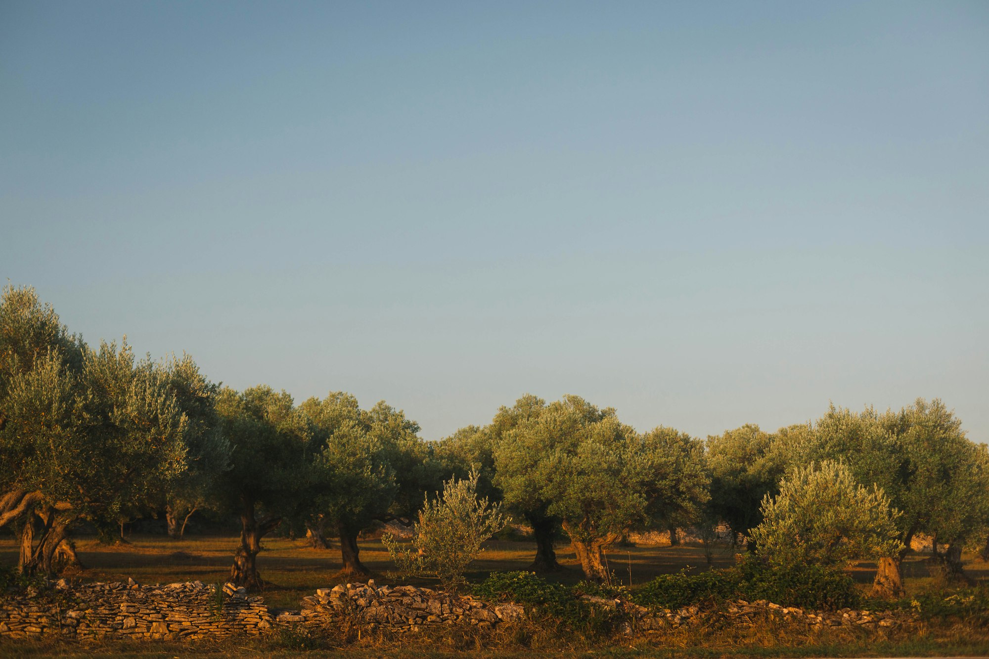 Ancient olive grove on the Luštica Peninsula above Krasici, Montenegro